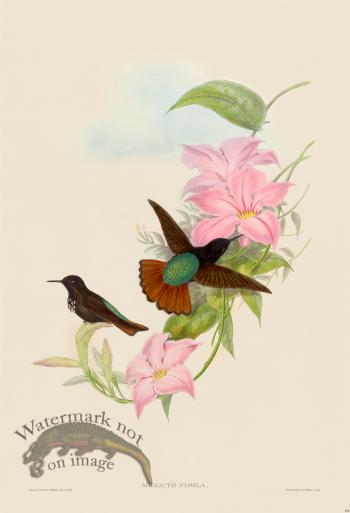 Gould Hummingbird 181